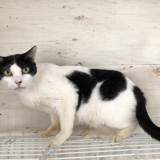 ちょっぴり臆病だけど人馴れした撫で好きマンチカン