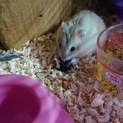 アントニオオオオオオオオ(´；ω；｀)