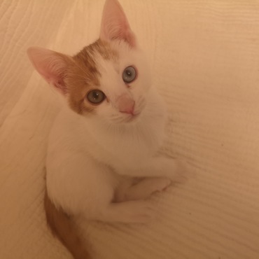 オッドアイの男の子