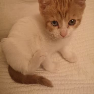 オッドアイの女の子 里親決定しました！