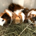 モルモット里親募集です！
