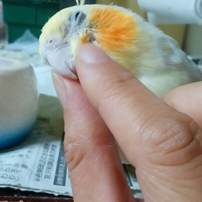 オカメインコandセキセイインコのカバー写真