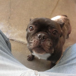 家族の一員として大事に飼ってくださる方