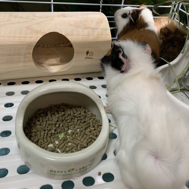 fan123のカバー写真
