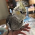 オカメインコの里親を募集しています