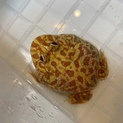 クランウェルツノガエル