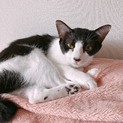 緊急助けてください