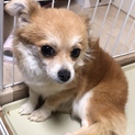 甘えん坊のラテちゃん