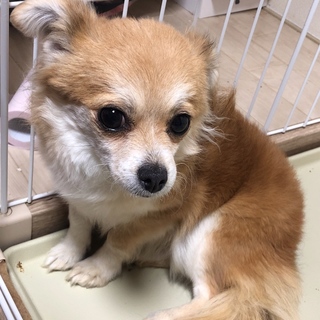 甘えん坊のラテちゃん