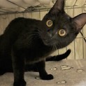 まん丸お目目が激かわ♪黒猫の女の子 黒豆ちゃん