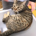 交通事故にあった1歳弱の美猫キジトラちゃん