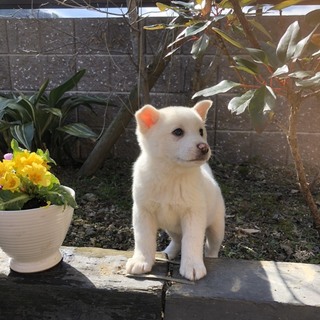 生後2ヶ月真っ白な男の子　金太郎くん