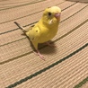 　モトキ