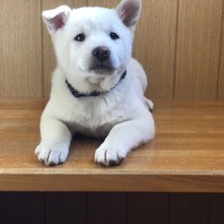 生後2ヶ月真っ白な男の子　ブルちゃん