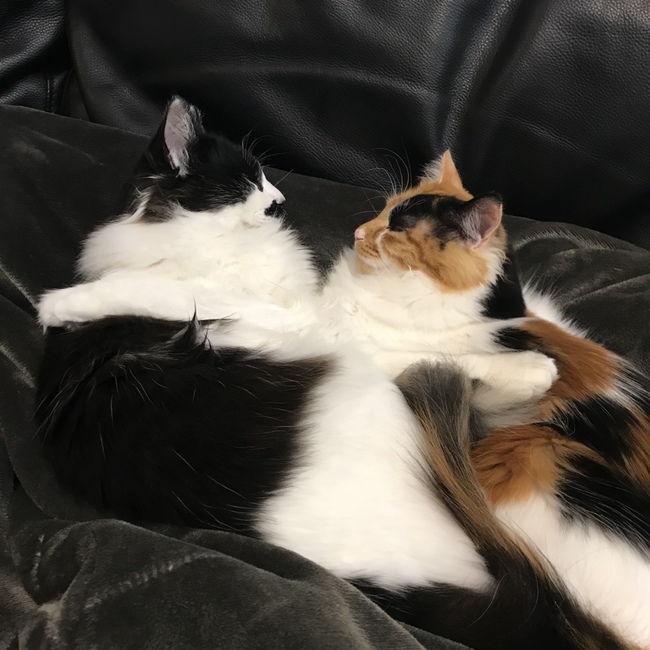 kinacosのカバー写真