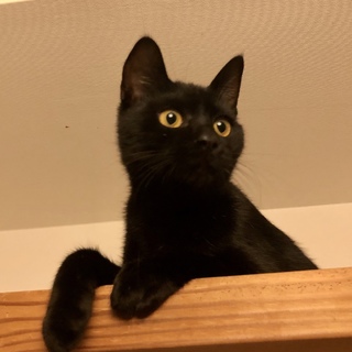 甘えん坊イケニャン3兄弟クー