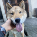 里親様決定しました✨✨ありがとうございました
