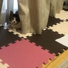 かくれんぼ