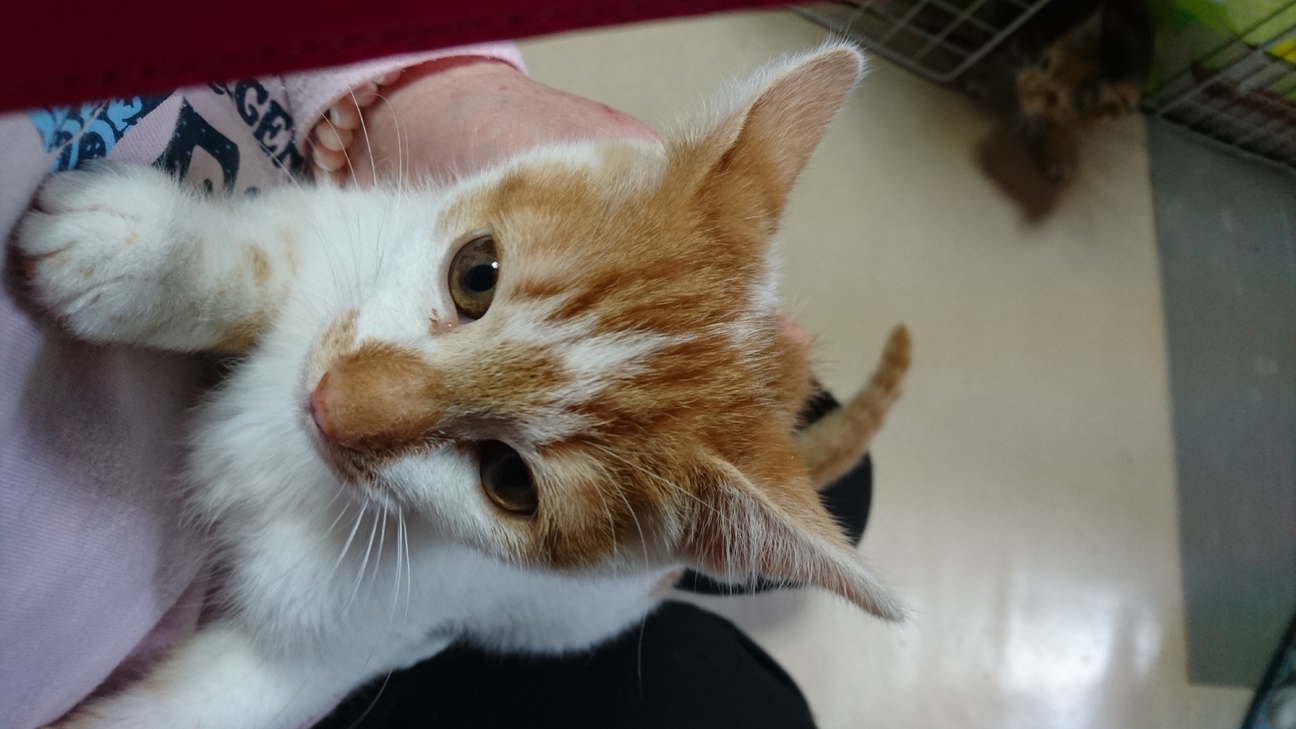 人馴れしています。食いしん坊しーちゃん。 サムネイル7