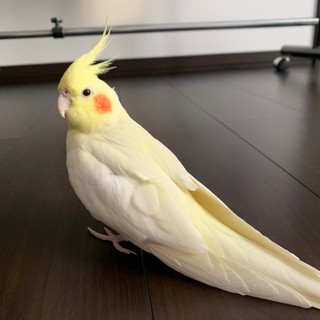 ありがとうございました