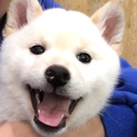 一目惚れするほど可愛い柴ちゃん！