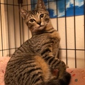 まん丸お目目のラブリーきじねこちゃん