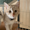 子供猫　コウ君