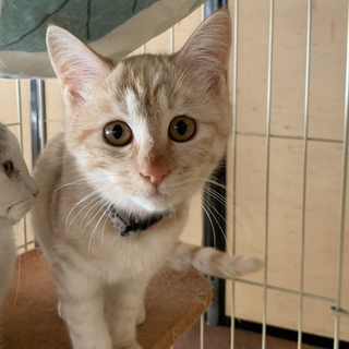 子供猫　コウ君