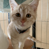 子供猫　コウ君 サムネイル2