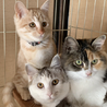 子供猫　コウ君 サムネイル3
