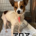 パピヨン　アロア