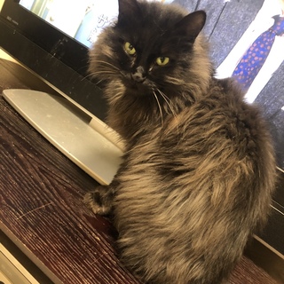 りんごちゃん