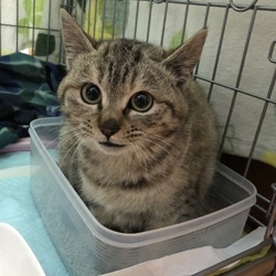 新入りちゃん
