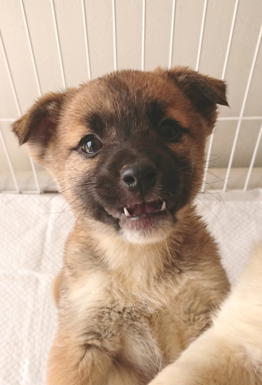 センターレスキュー 濃 香川県 犬の里親募集 ペットのおうち 月間利用者150万人