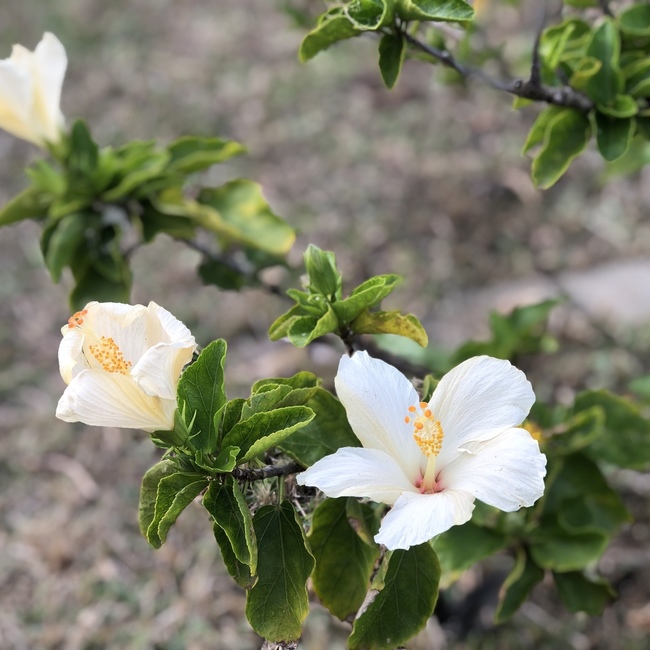 mikesuzuのカバー写真