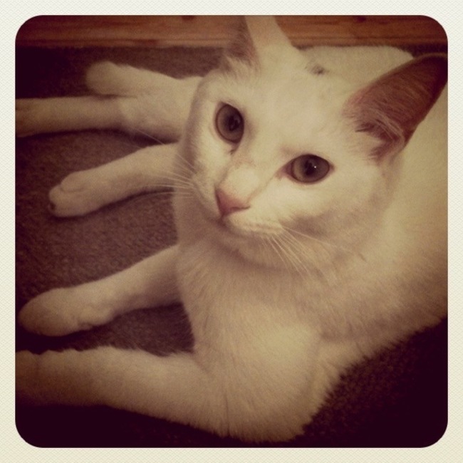 okdyのカバー写真