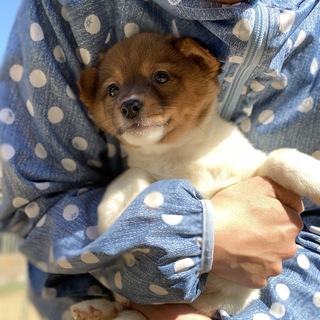 ウルウルおめ目のシータちゃん1ヶ月半