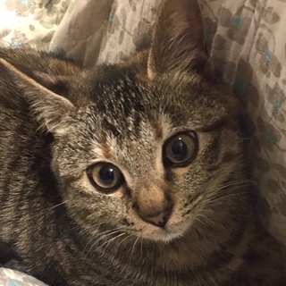 募集一時停止キジトラマム