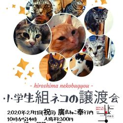 小学生組（4か月～8か月）のねこの譲渡会