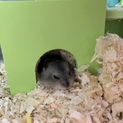 ジャンガリアンハムスター  赤ちゃん