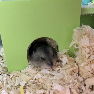 ジャンガリアンハムスター  赤ちゃん