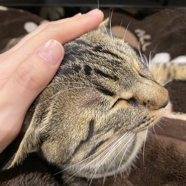 構ってほしいと膝の上乗ってきます^ ^ 4.5kgになりました！