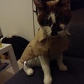 ラグドールMIXの綺麗な瞳の猫