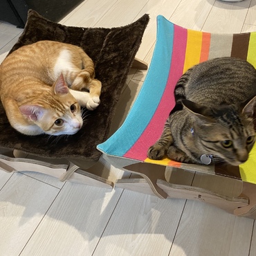 猫用のハンモックを先月購入しました^ ^