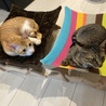 猫用のハンモックを先月購入しました^ ^