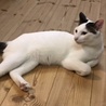 レフ
