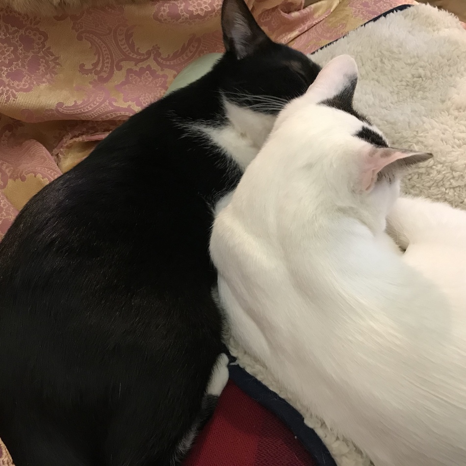 レフのカバー写真