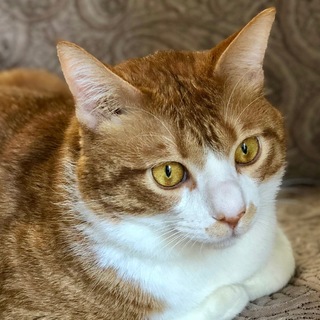 僕そばにいるよ〜おっとり大きい茶白優しい子