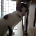 人馴れ度300%どこから来たのか？可愛い子猫