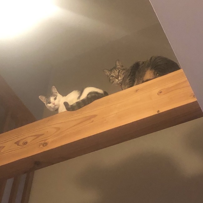 なが。のカバー写真